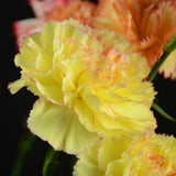 ດອກ Carnation ຫົວດ່ຽວ