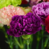 ດອກ Carnation ຫົວດ່ຽວ