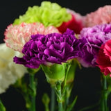 ດອກ Carnation ຫົວດ່ຽວ