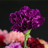 ດອກ Carnation ຫົວດ່ຽວ