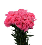 ດອກ Carnation ຫົວດ່ຽວ