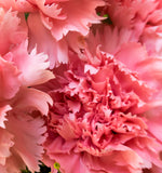 Carnation