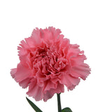 ດອກ Carnation ຫົວດ່ຽວ