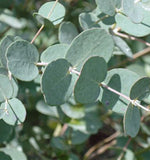 Eucalyptus