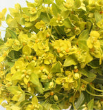 Euphorbia ပုံစံများ