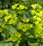 Euphorbia formosana