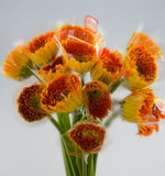 Gerbera