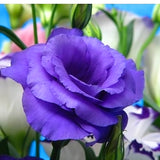 အရောင် Eustoma Grandiflorum ရောစပ်ပါ။