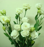 Eustoma Grandiflorum