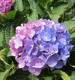 Hydrangea ပန်း