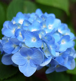 Hydrangea ပန်း