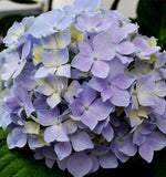 ດອກ Hydrangea