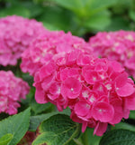 Hydrangea ပန်း