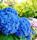 Hydrangea ပန်း