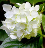 Hydrangea ပန်း