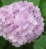 Hydrangea ပန်း