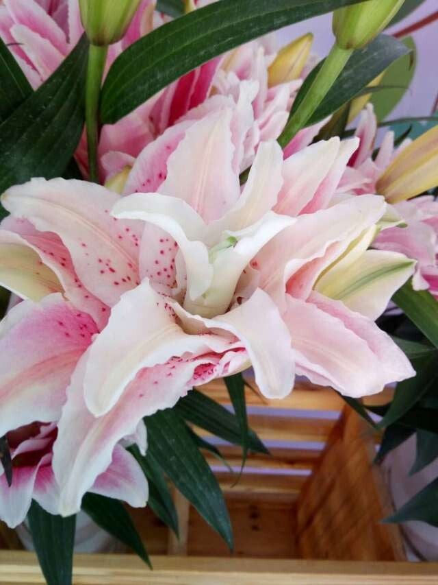 Lily Oriental Double