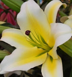 Lily Yellow King