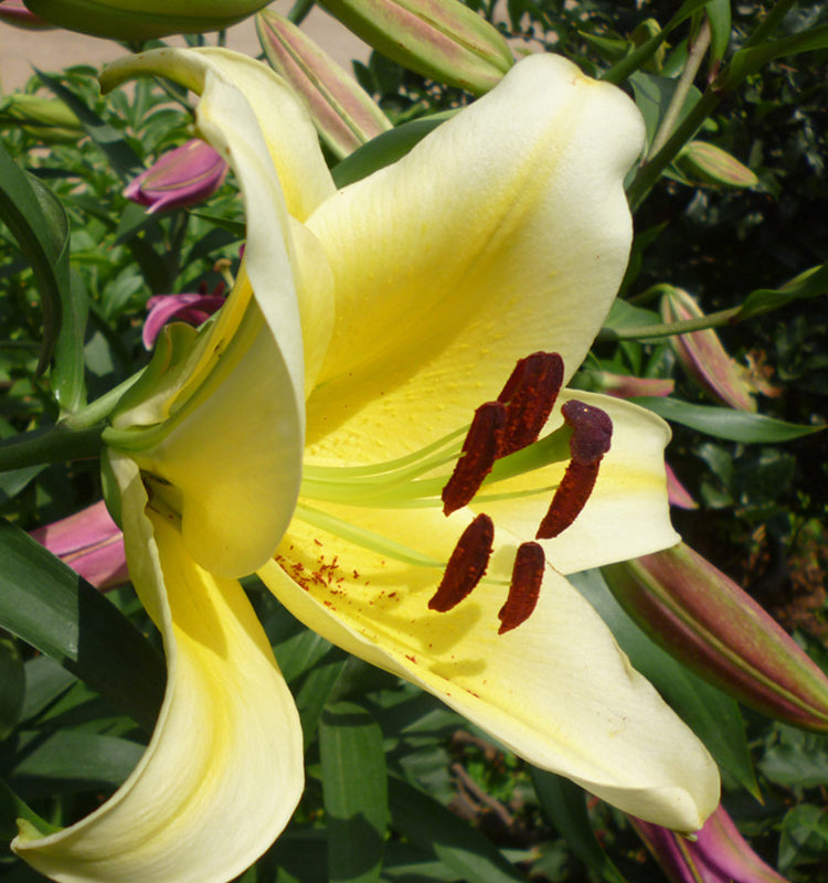 Lily Yellow King