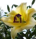 Lily Yellow King