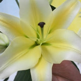 Lily Yellow King