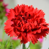 Carnation