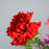 Carnation