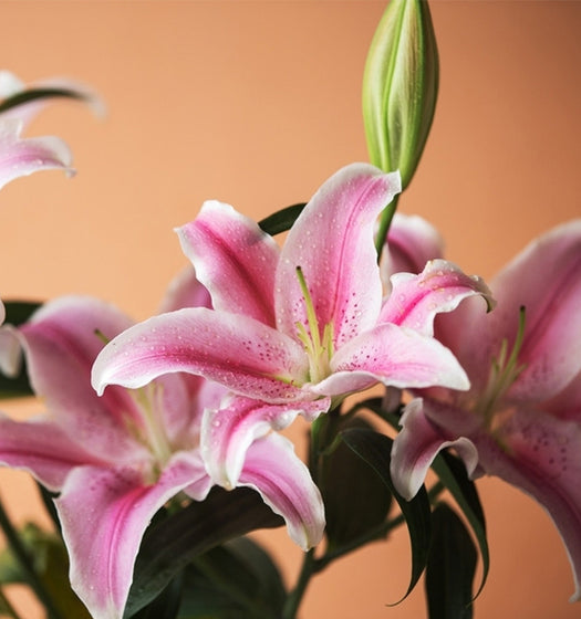 Sorbonne Lily