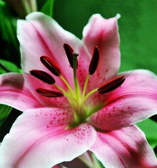 Sorbonne Lily