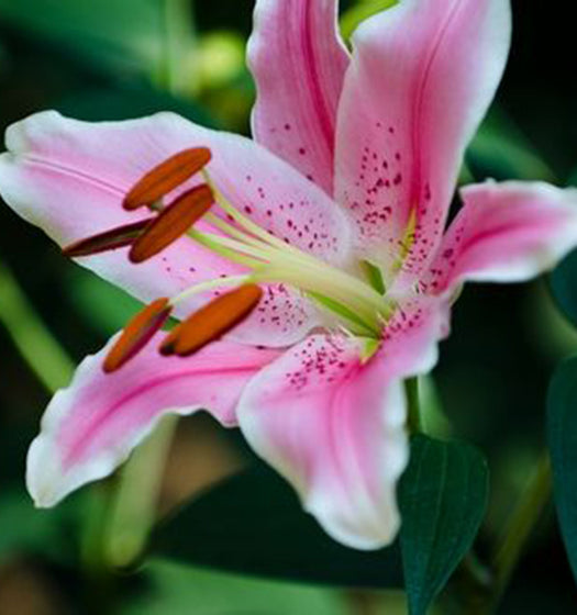 Sorbonne Lily