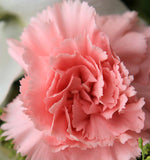 ດອກ Carnation ຫົວດ່ຽວ