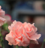 ດອກ Carnation ຫົວດ່ຽວ