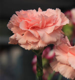 ດອກ Carnation ຫົວດ່ຽວ