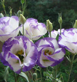 အရောင် Eustoma Grandiflorum ရောစပ်ပါ။