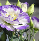 အရောင် Eustoma Grandiflorum ရောစပ်ပါ။