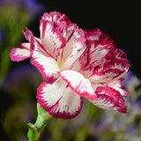 Carnation