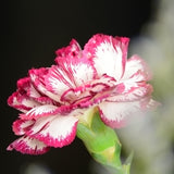 ດອກ Carnation ຫົວດ່ຽວ