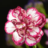 Carnation