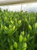 Oriental lily