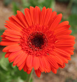 Gerbera