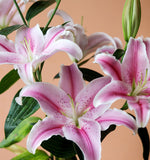 Sorbonne Lily