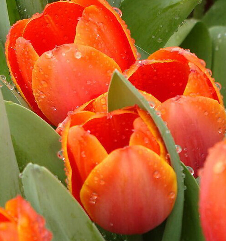 Tulip