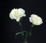 ດອກ Carnation ຫົວດ່ຽວ