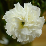 Carnation