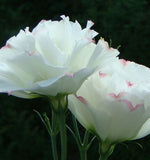 Eustoma Grandiflorum