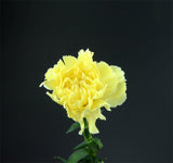 Carnation