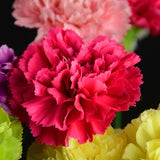 ດອກ Carnation ຫົວດ່ຽວ