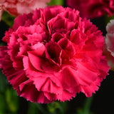 ດອກ Carnation ຫົວດ່ຽວ