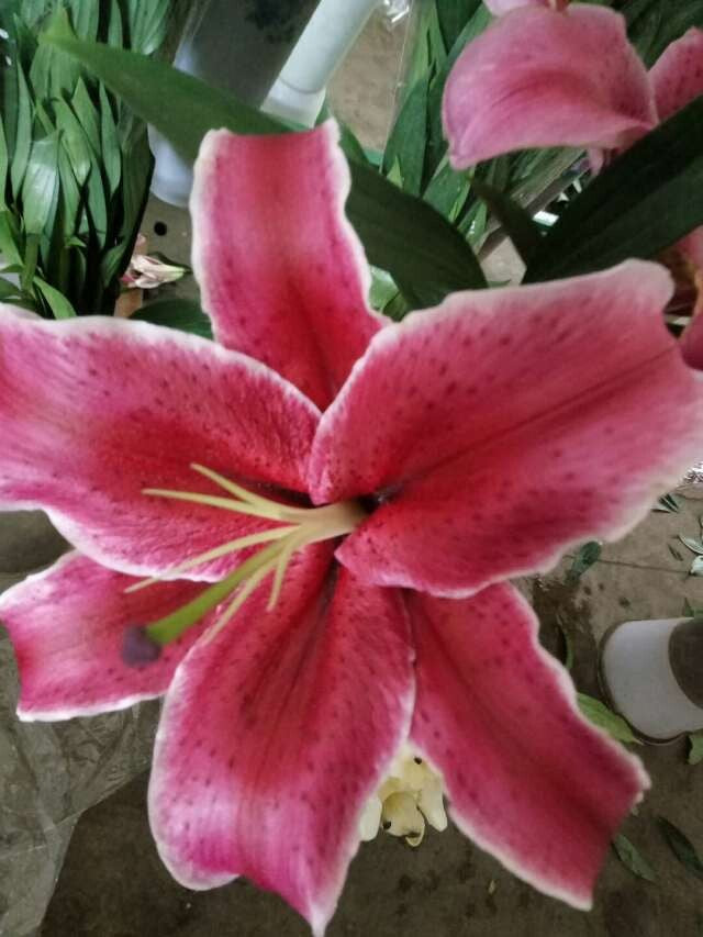 Lily Red
