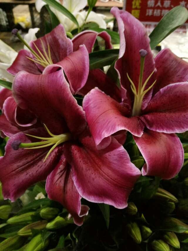 Lily Red